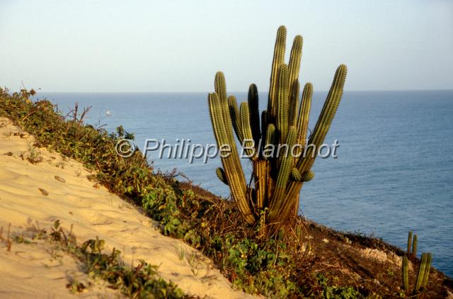 bresil ceara 06.JPG - Cactus sur une duneJericoacoaraNord de FortalezaNordesteCearaBrésil